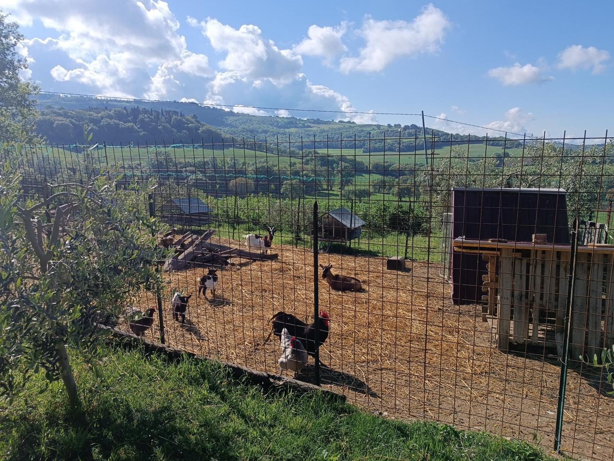La Piccola Fattoria Villa โตดี ภายนอก รูปภาพ