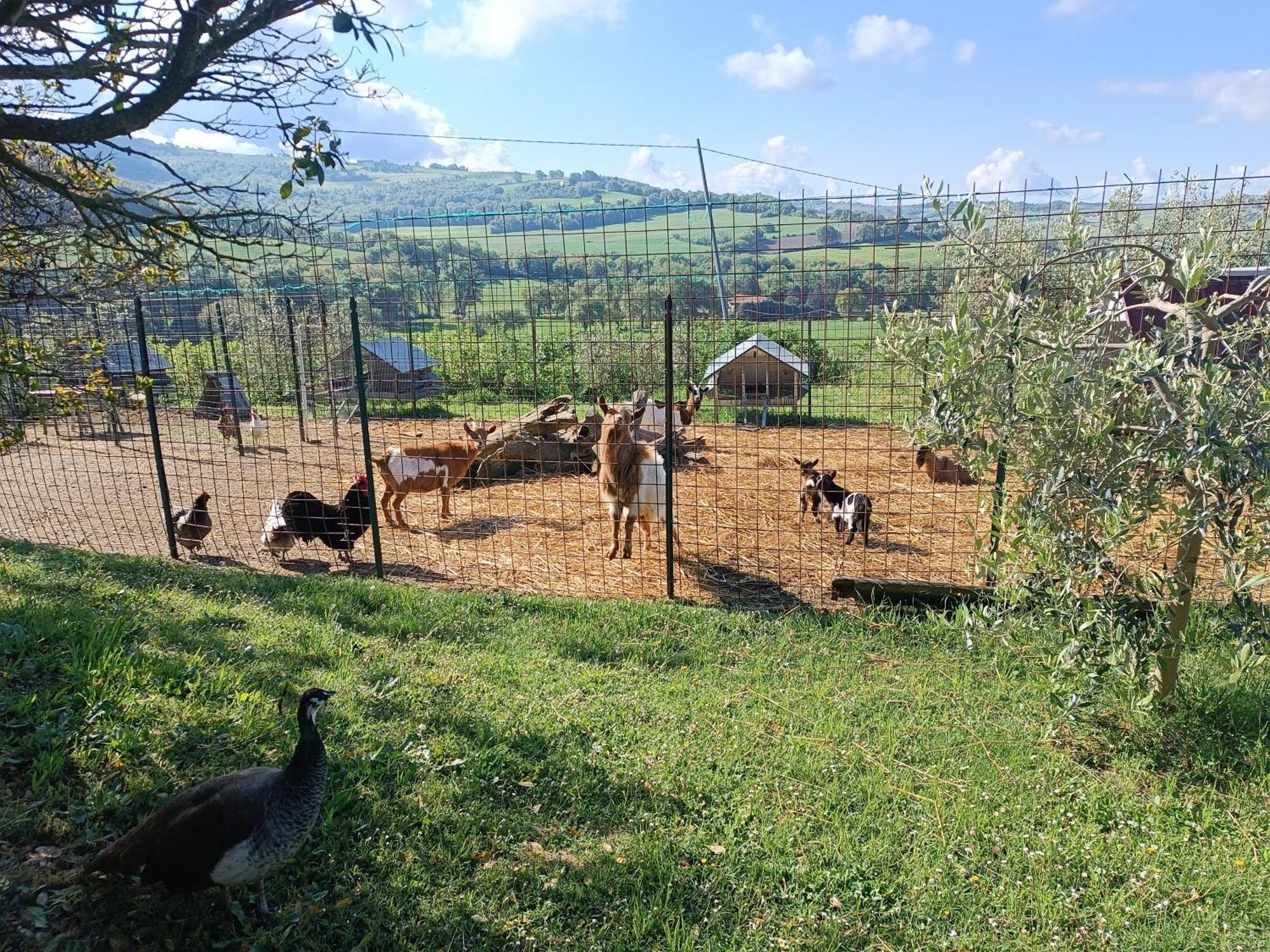 La Piccola Fattoria Villa โตดี ภายนอก รูปภาพ